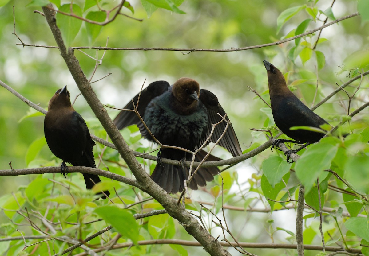 Brown-headed Cowbird - Jack and Shirley Foreman