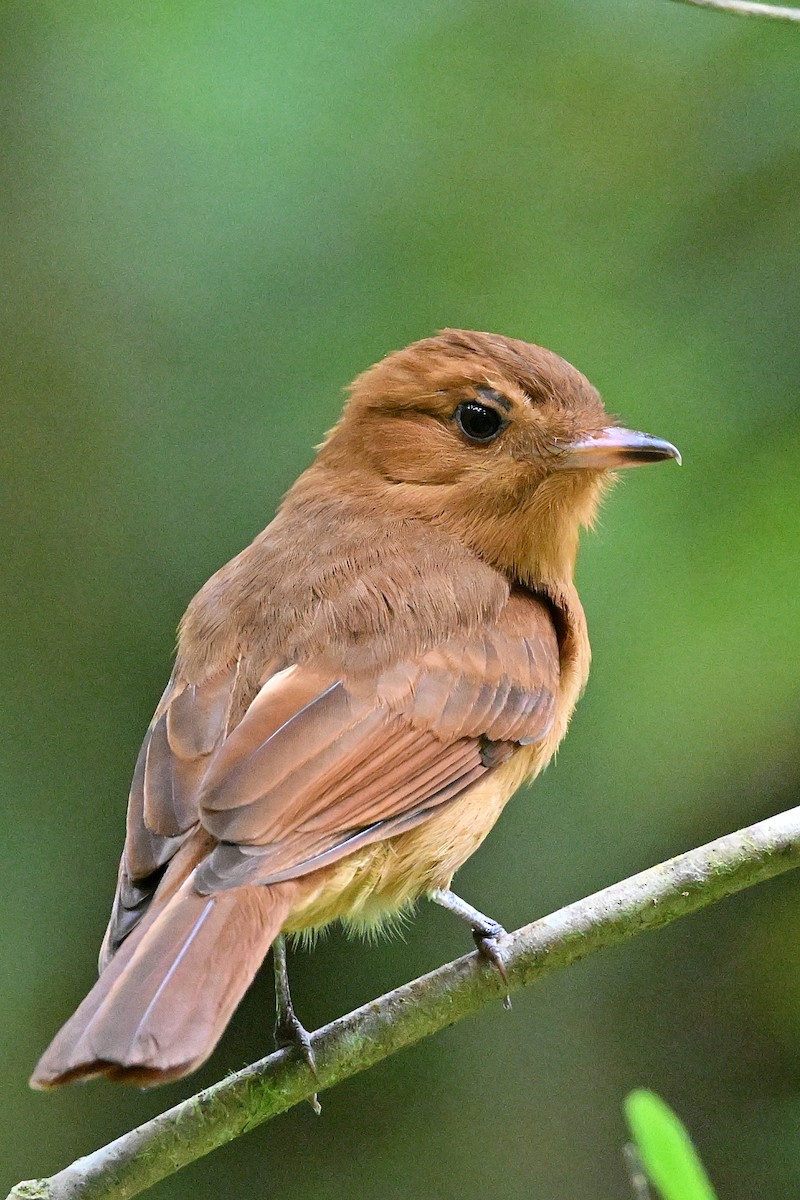 Rufous Mourner - André Lanouette