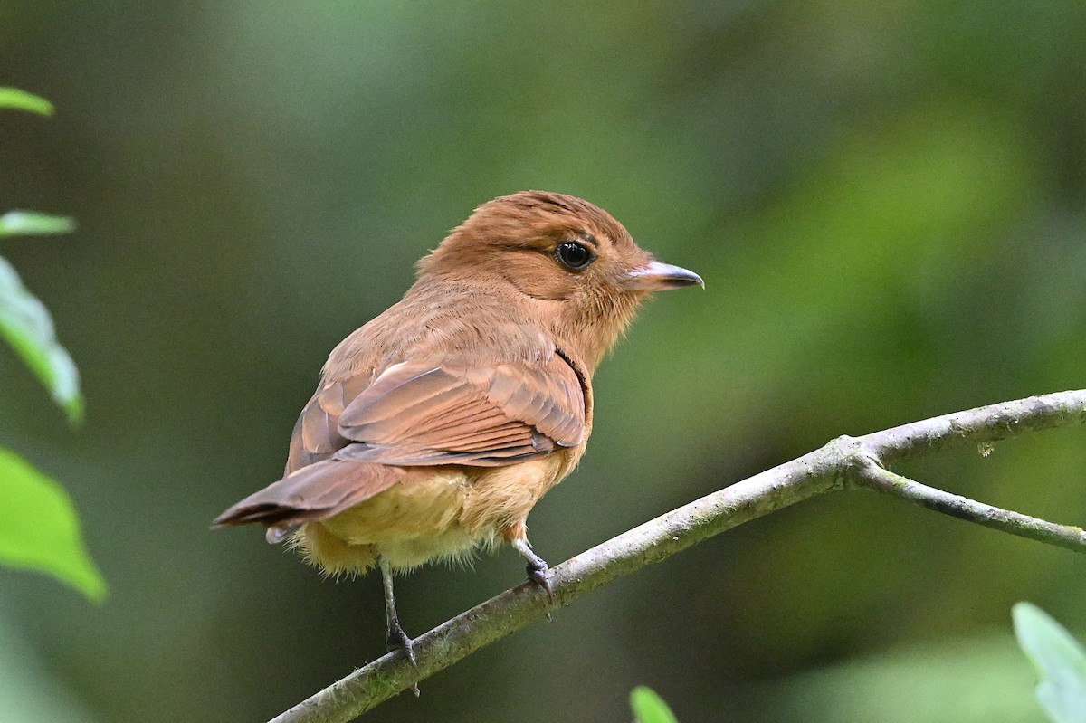 Rufous Mourner - André Lanouette