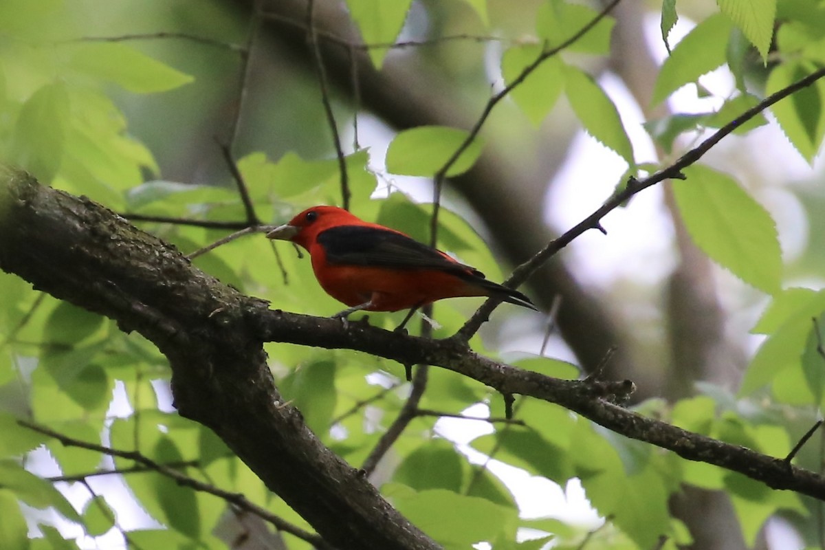 Scarlet Tanager - ML618126619