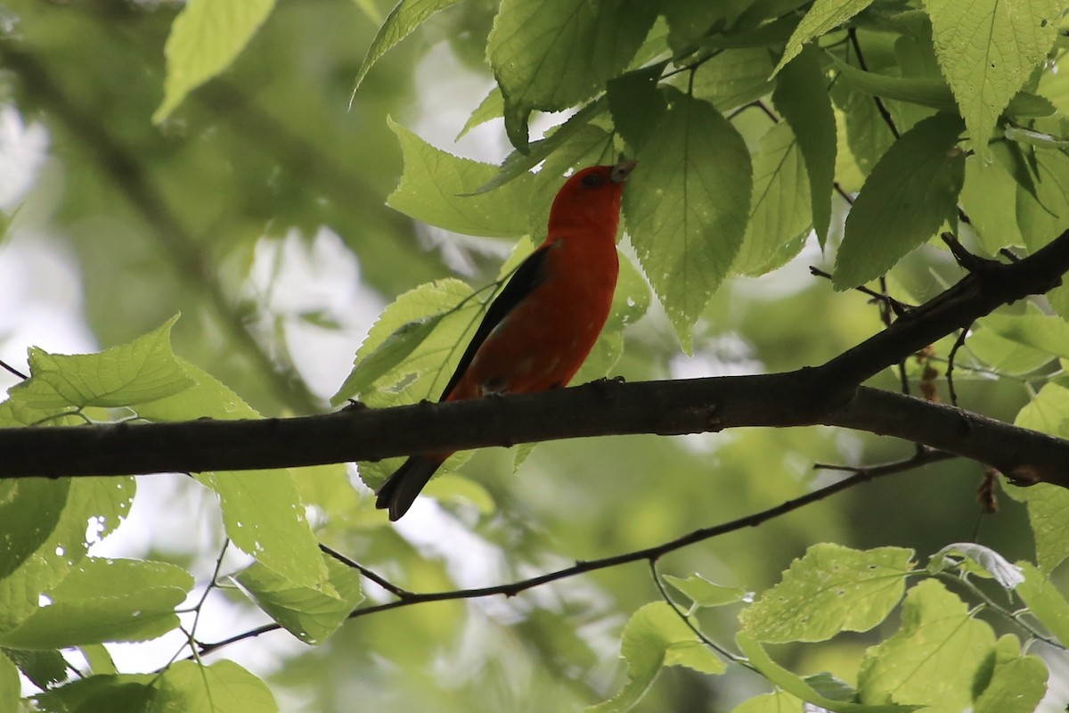 Scarlet Tanager - Emma Herald and Haley Boone