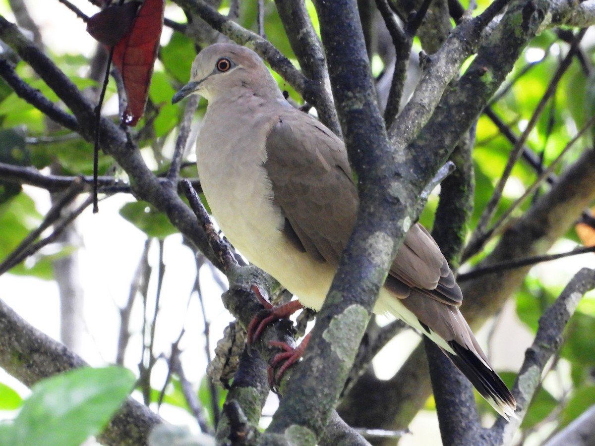 White-tipped Dove - Mary Leigh