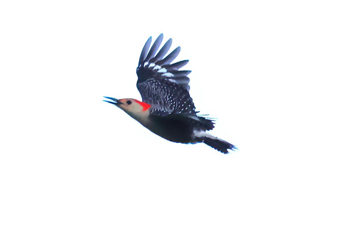 Red-bellied Woodpecker - ML618126662