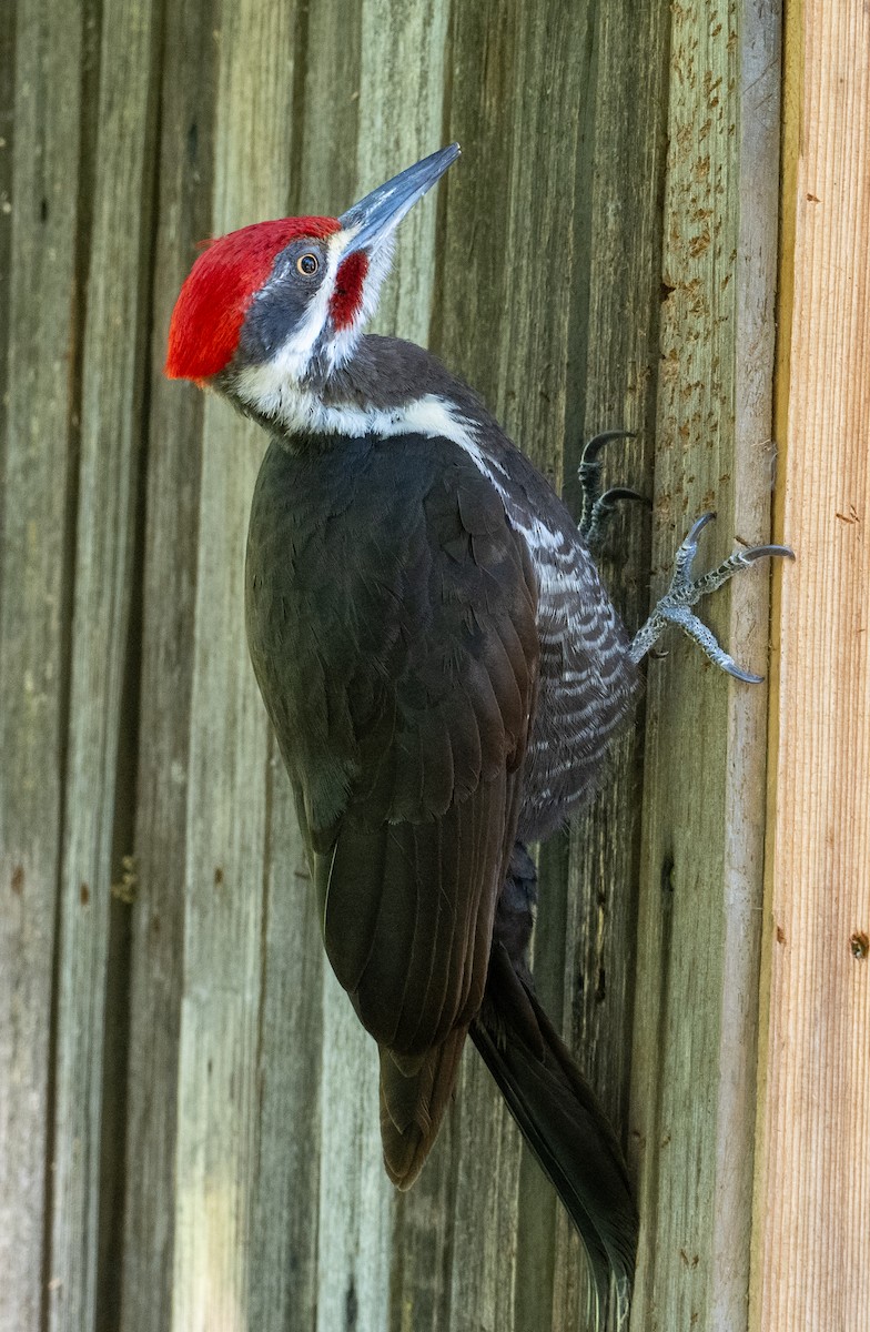 Pileated Woodpecker - Sam Zuckerman