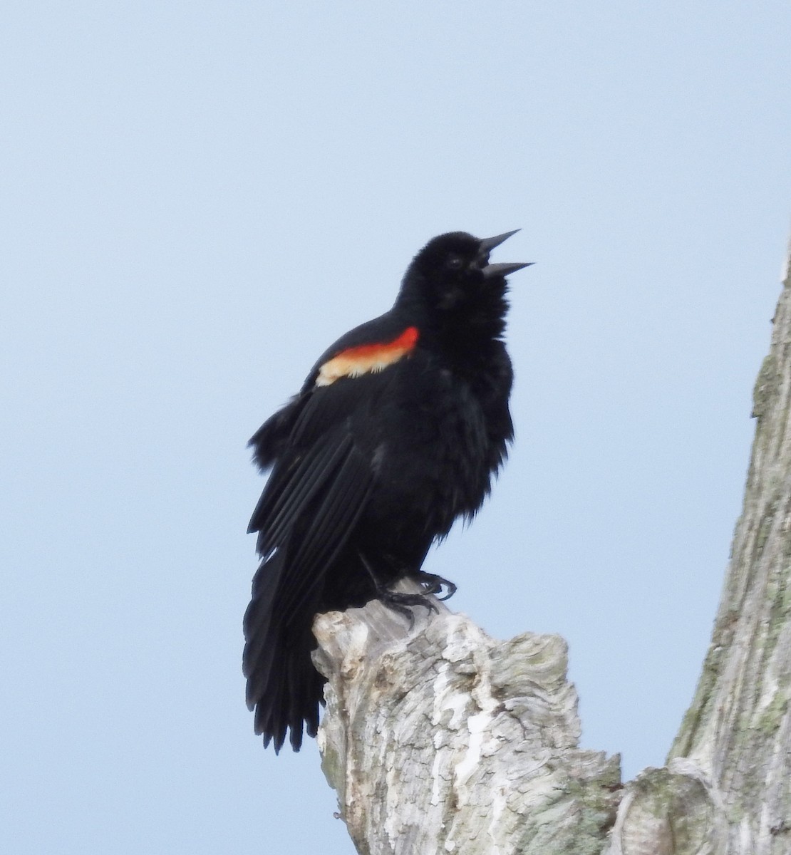Red-winged Blackbird - Ed Escalante