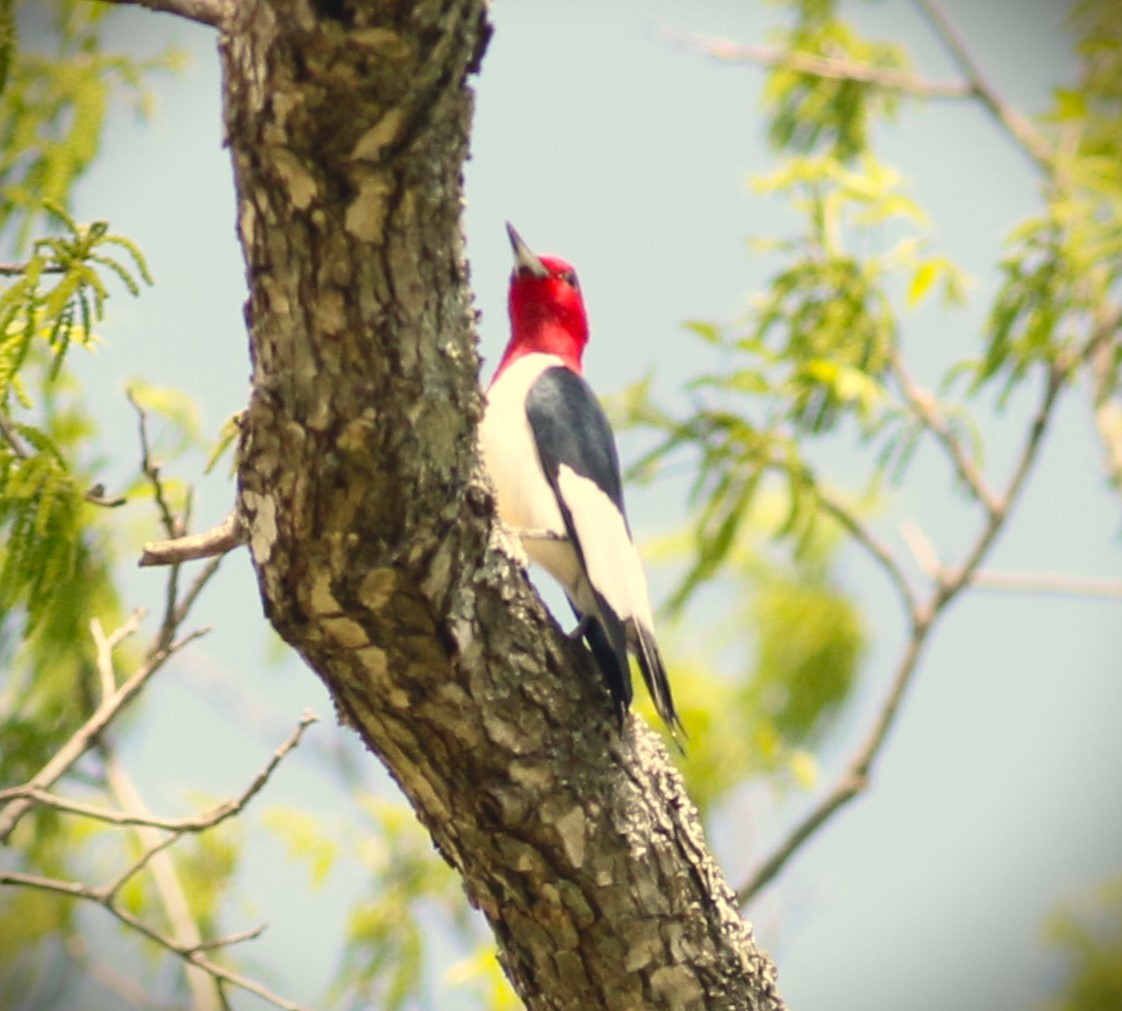 Red-headed Woodpecker - Vicky Burke