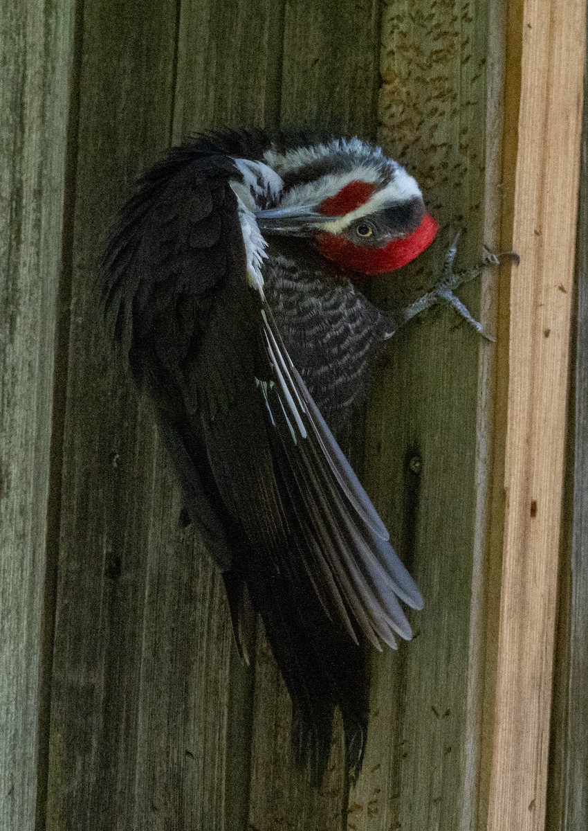 Pileated Woodpecker - Sam Zuckerman