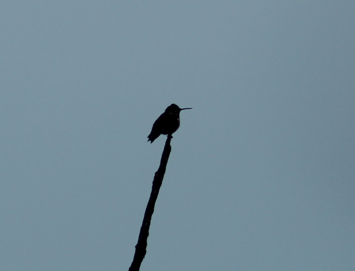 Calliope Hummingbird - ML618126763