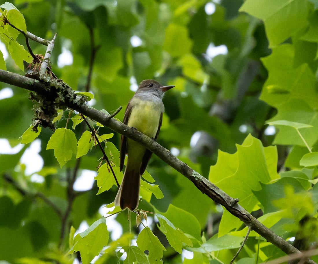 Great Crested Flycatcher - ML618126776