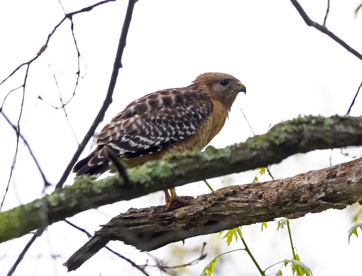 Red-shouldered Hawk - Janis Stone