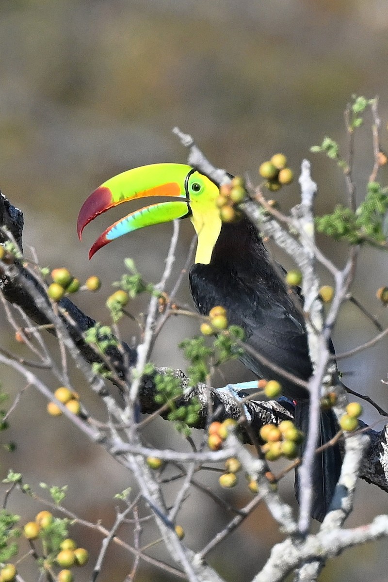 Keel-billed Toucan - André Lanouette
