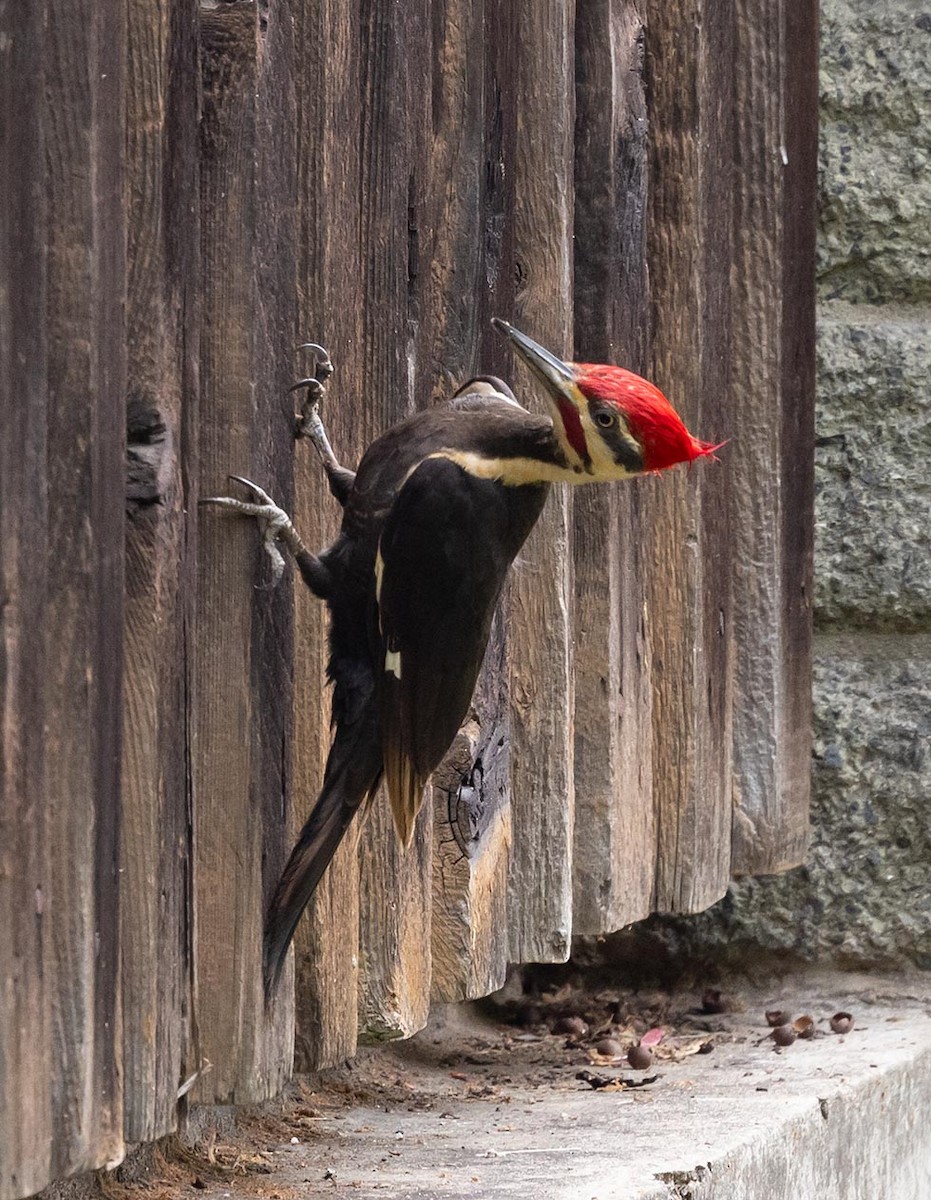 Pileated Woodpecker - Janis Stone