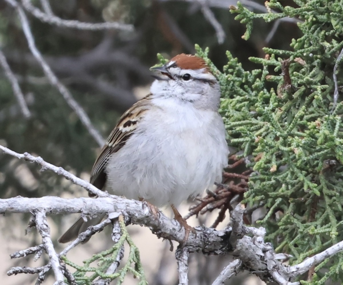 Chipping Sparrow - ML618126844