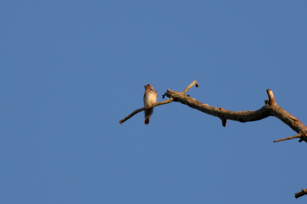 Northern Rough-winged Swallow - Brenton Reyner