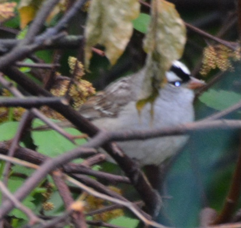 White-crowned Sparrow - ML618126887
