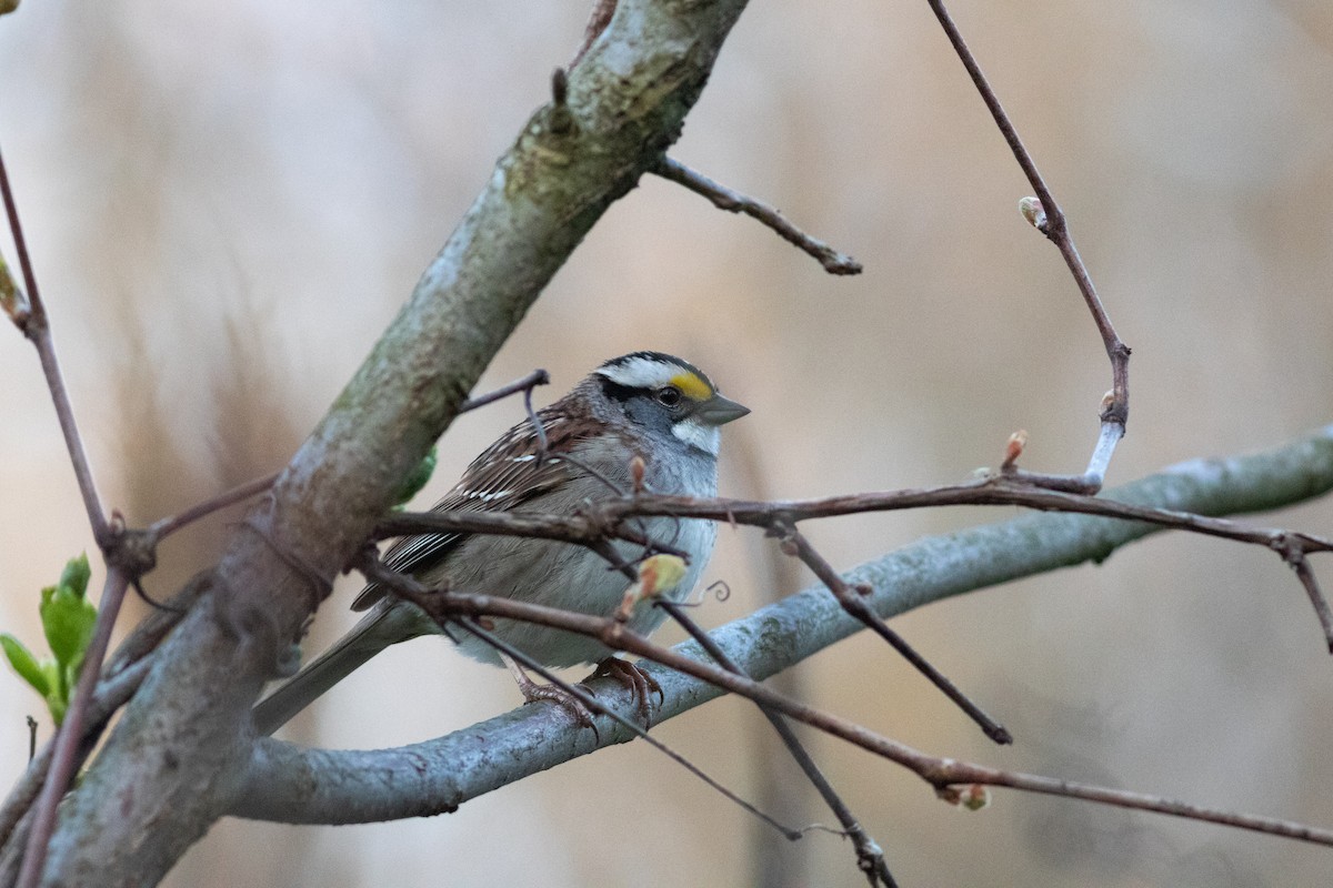 White-throated Sparrow - Brenton Reyner