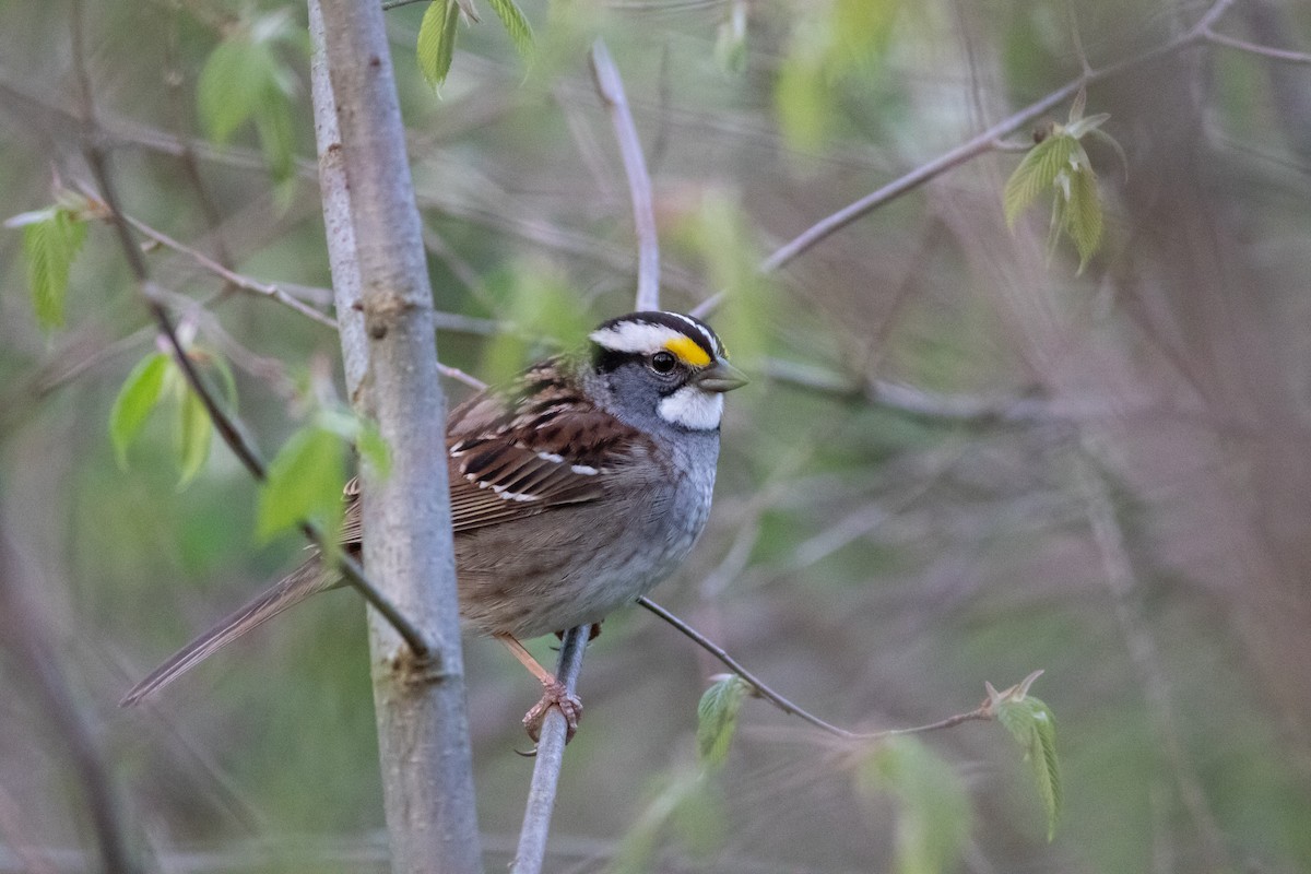 White-throated Sparrow - Brenton Reyner