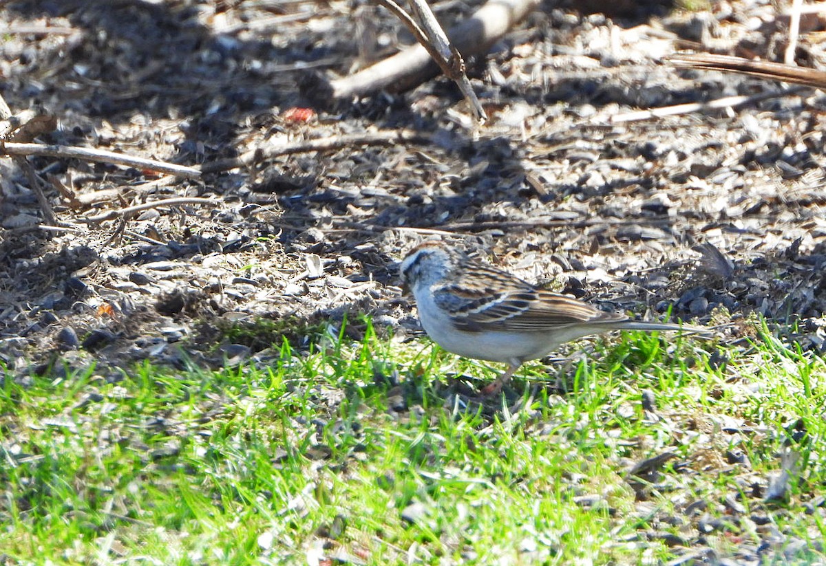 Chipping Sparrow - ML618126898