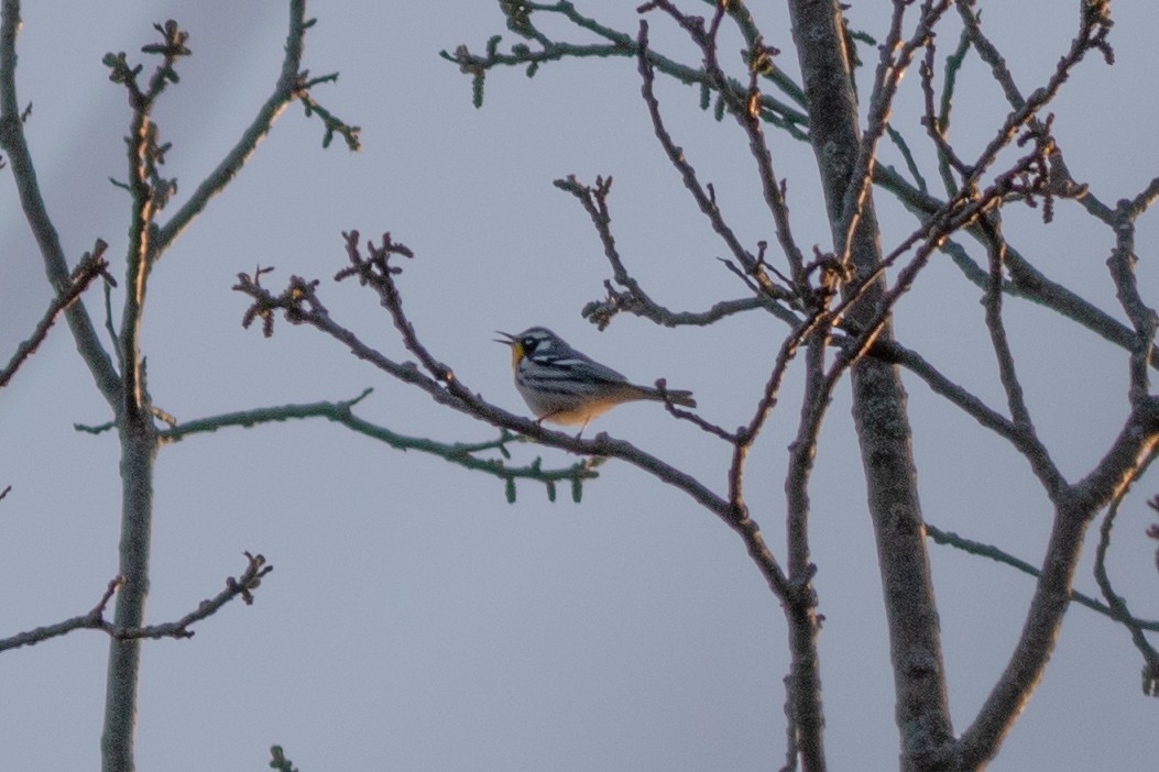 Yellow-throated Warbler - ML618126959