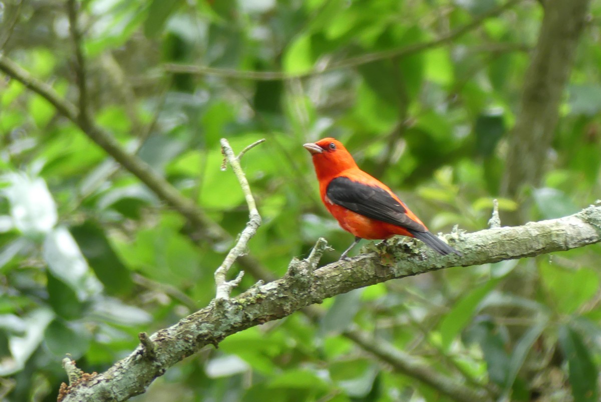 Scarlet Tanager - ML618126989