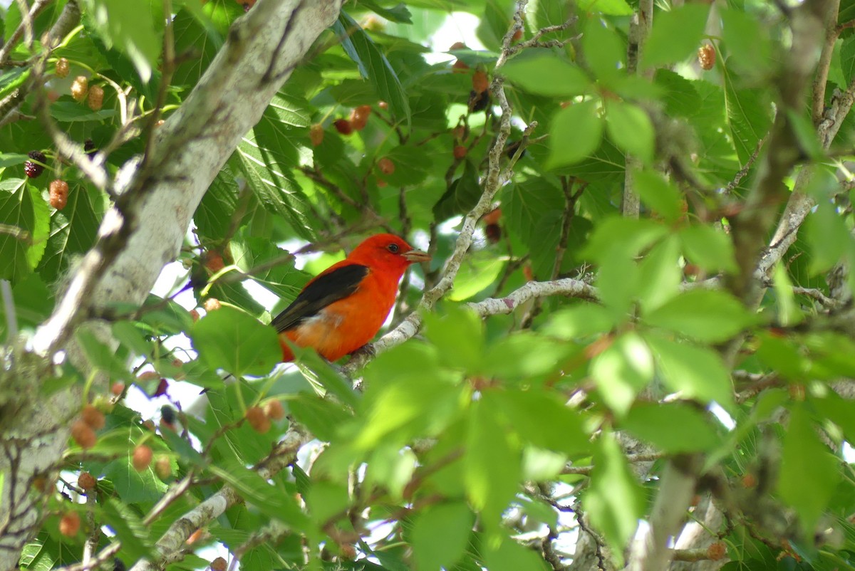 Scarlet Tanager - ML618126992