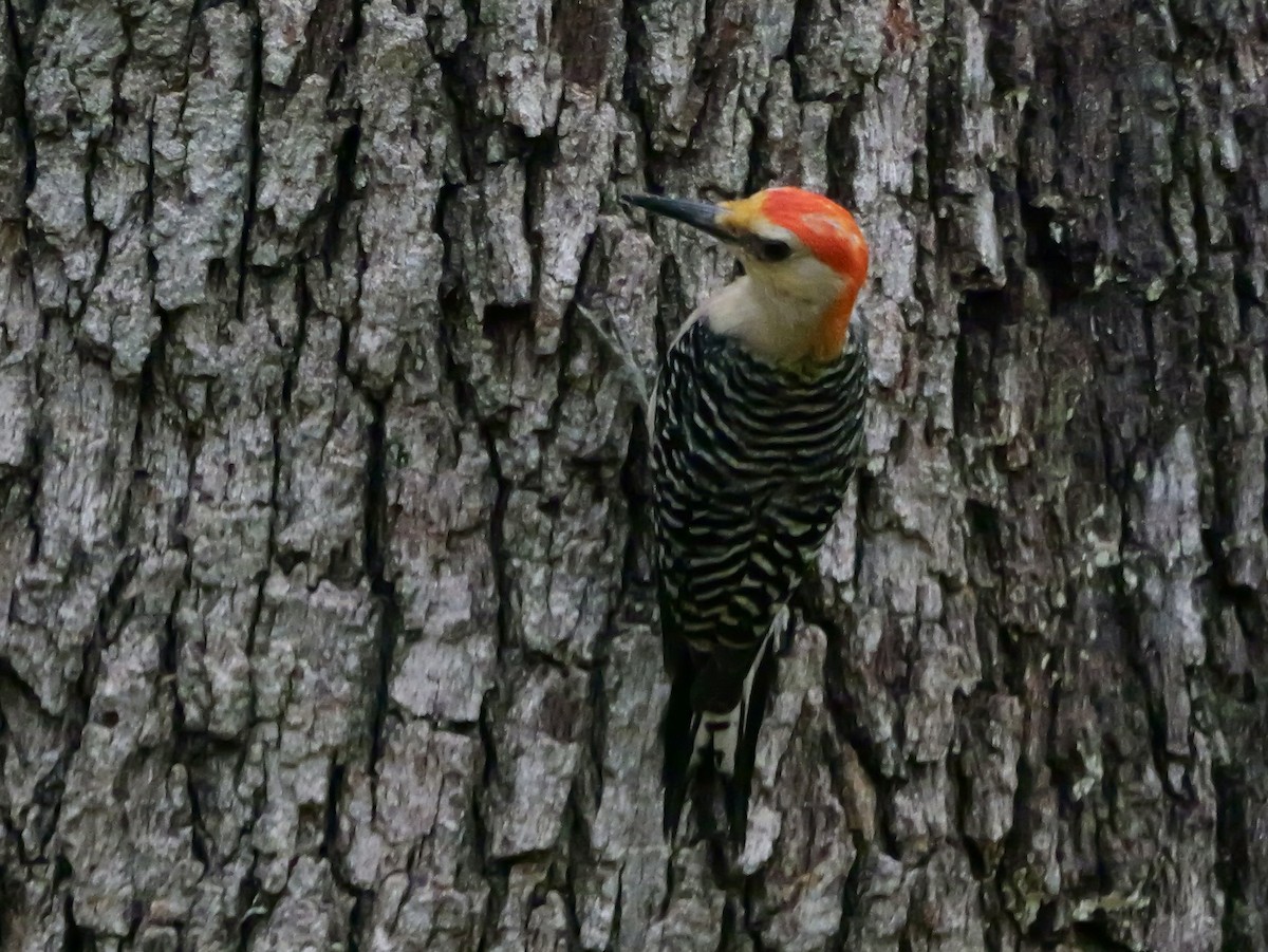 Red-bellied Woodpecker - Jeff Osborne
