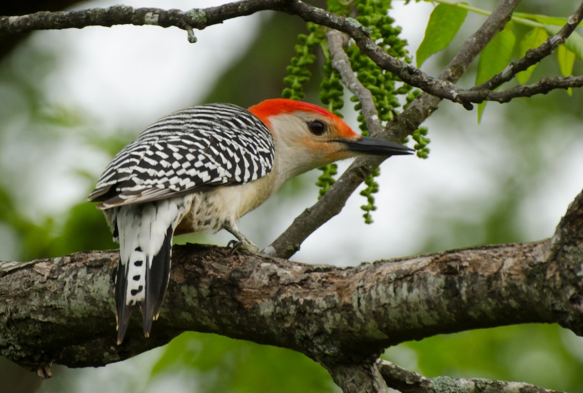 Red-bellied Woodpecker - ML618127018