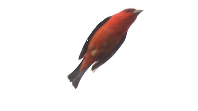 Scarlet Tanager - ML618127024
