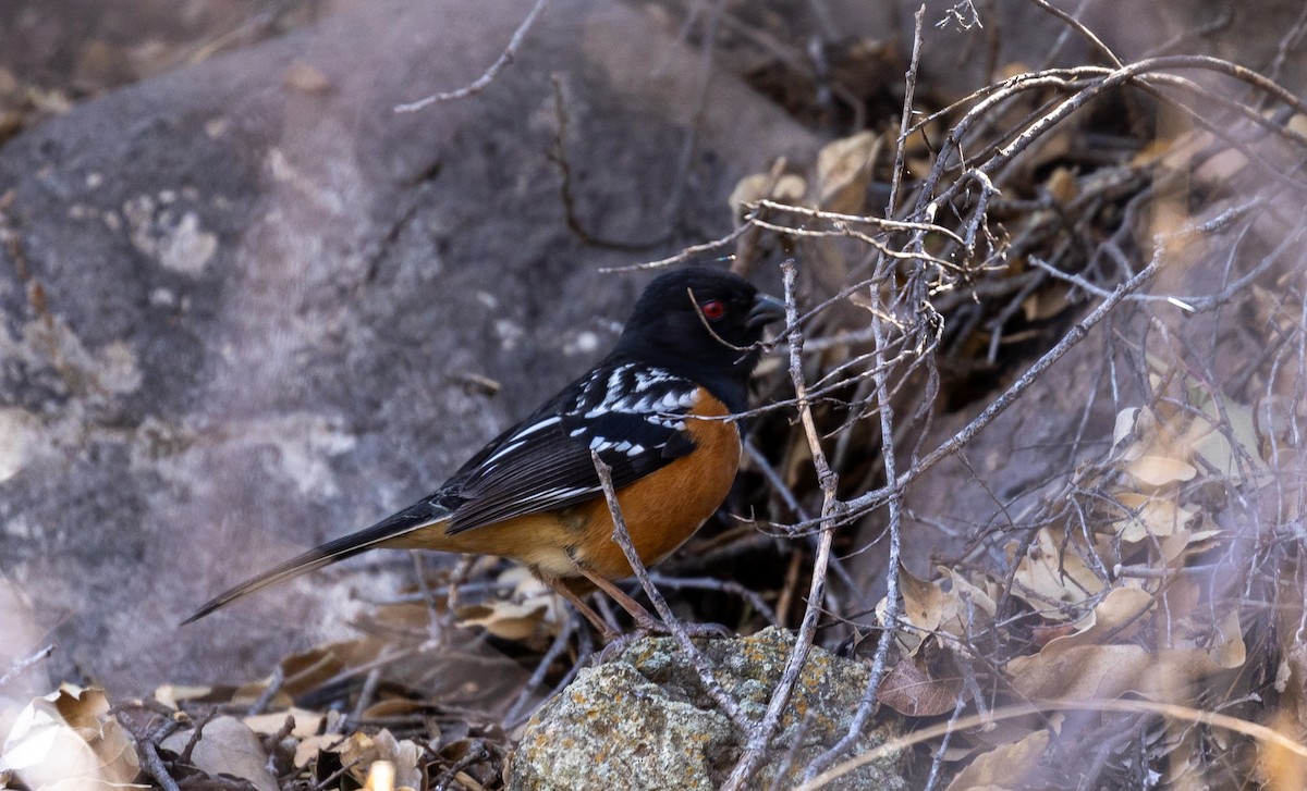 Spotted Towhee - ML618127028