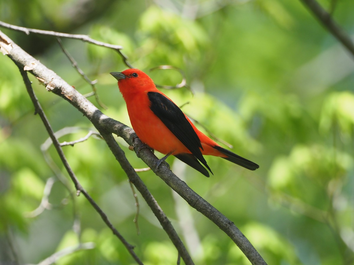 Scarlet Tanager - ML618127038
