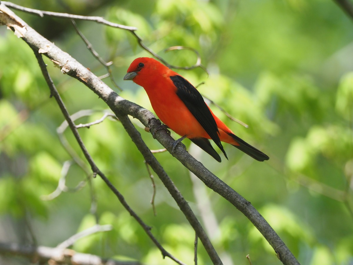 Scarlet Tanager - ML618127039