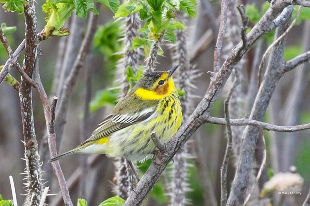 Cape May Warbler - ML618127054