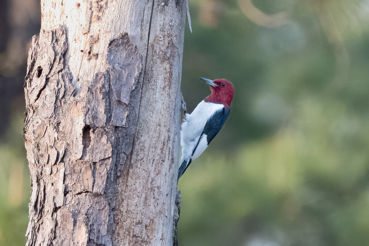 Red-headed Woodpecker - Eric Stone