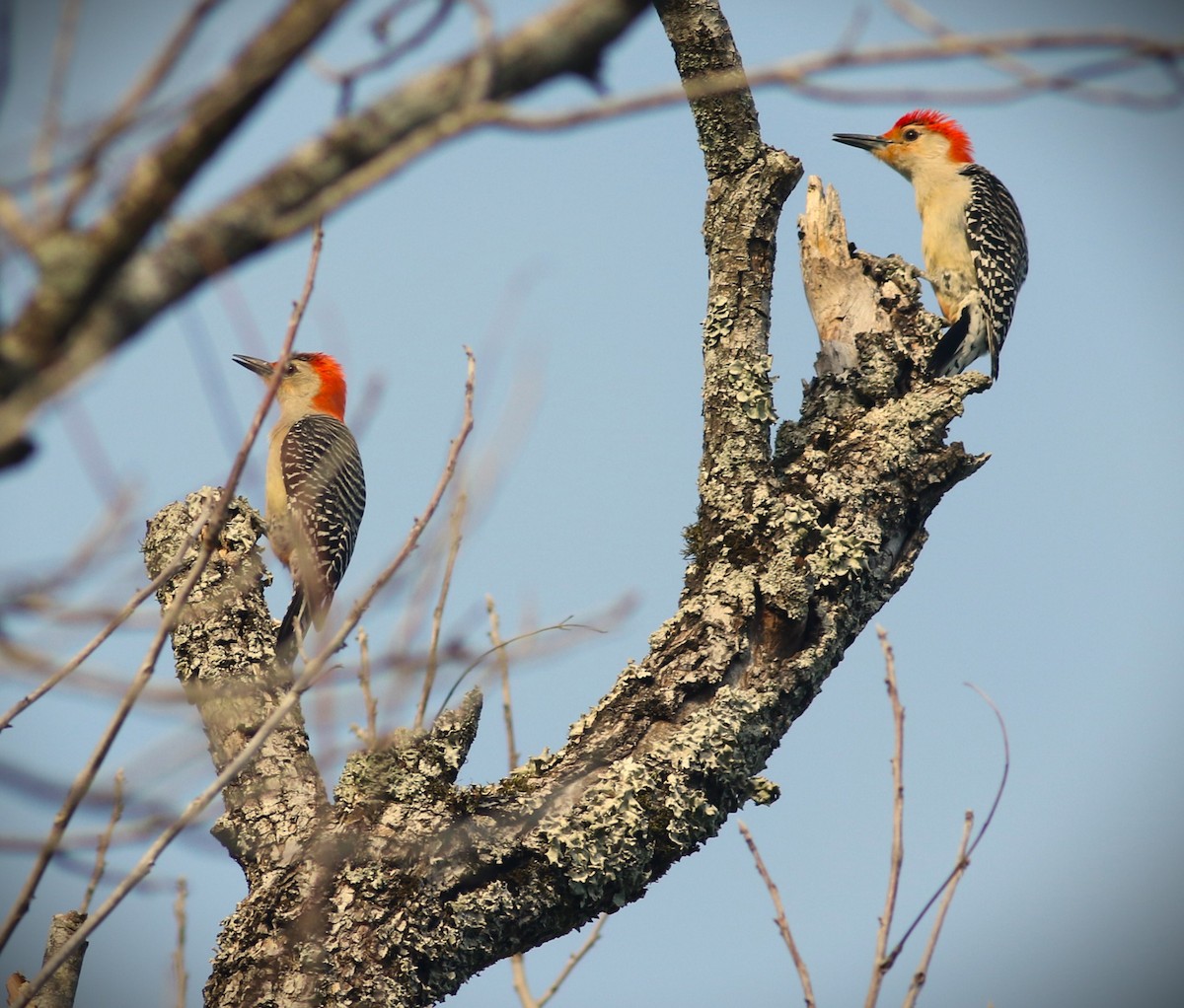 Red-bellied Woodpecker - Vicky Burke