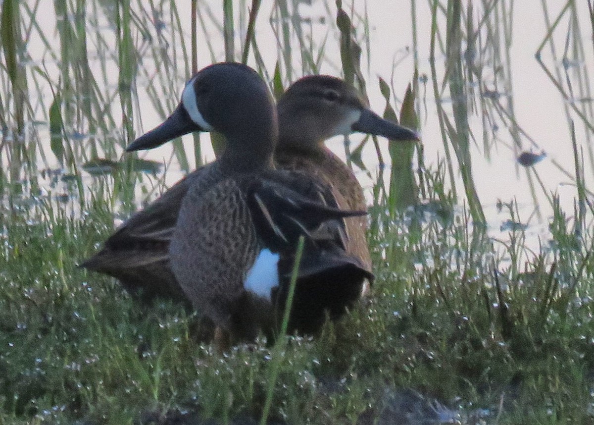 Blue-winged Teal - ML618127062