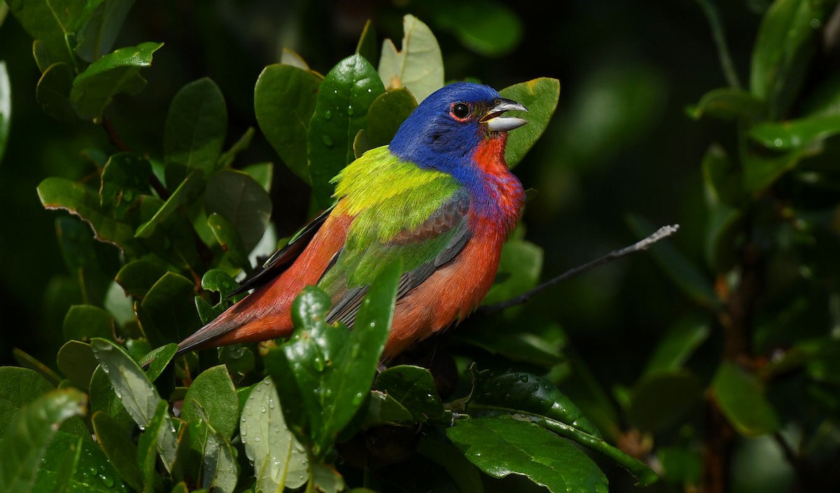 Painted Bunting - ML618127086
