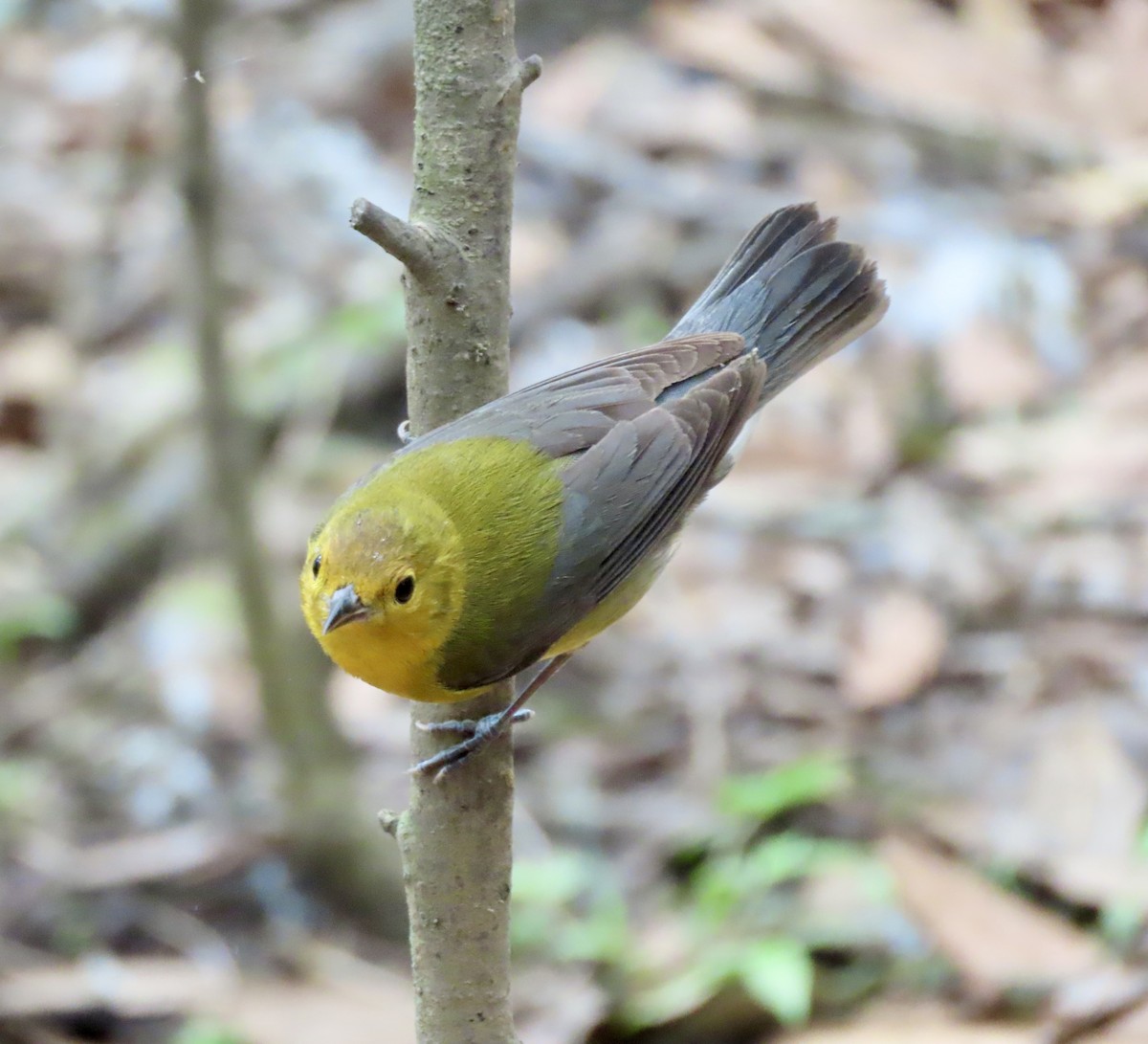 Prothonotary Warbler - ML618127154