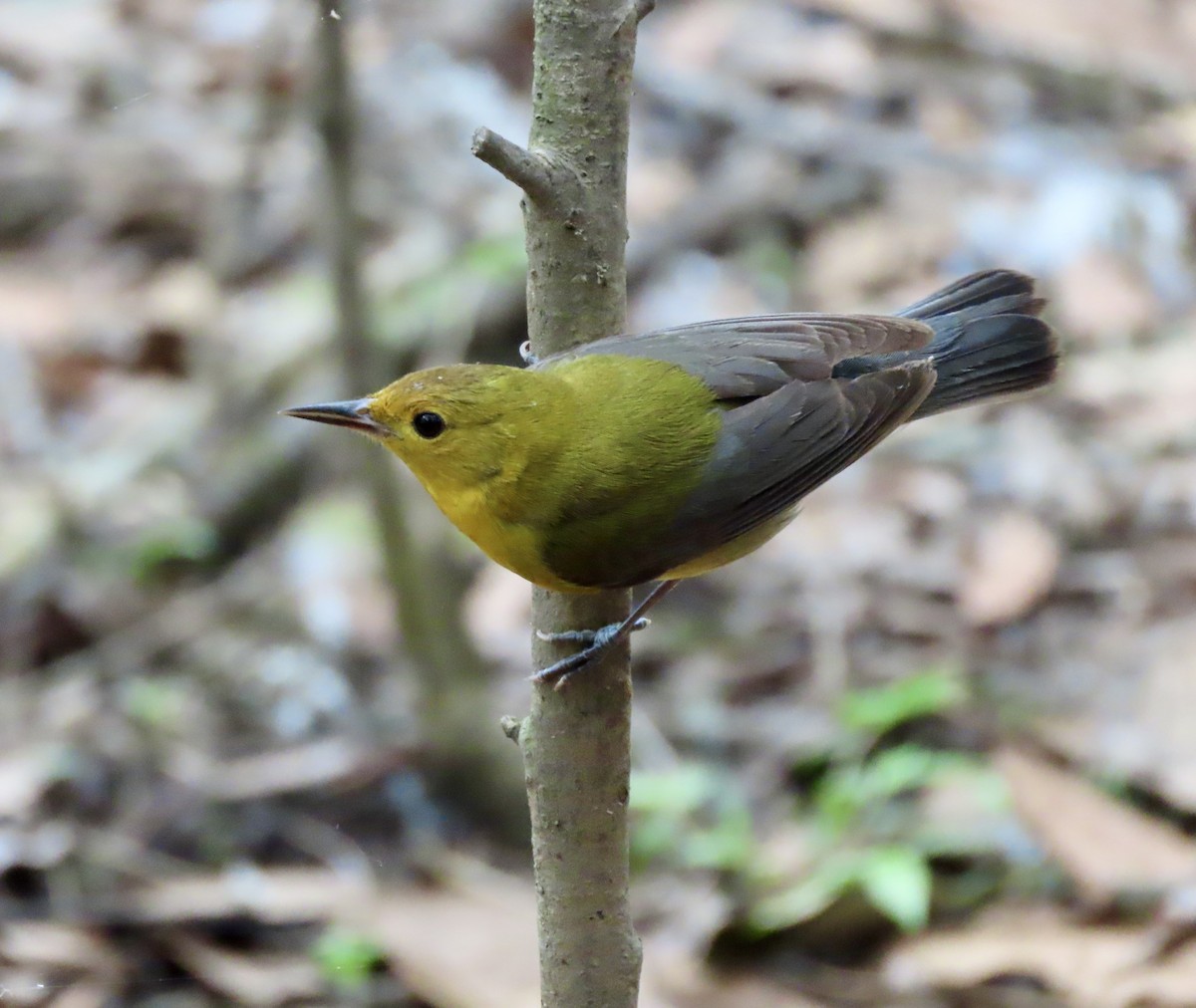 Prothonotary Warbler - ML618127155