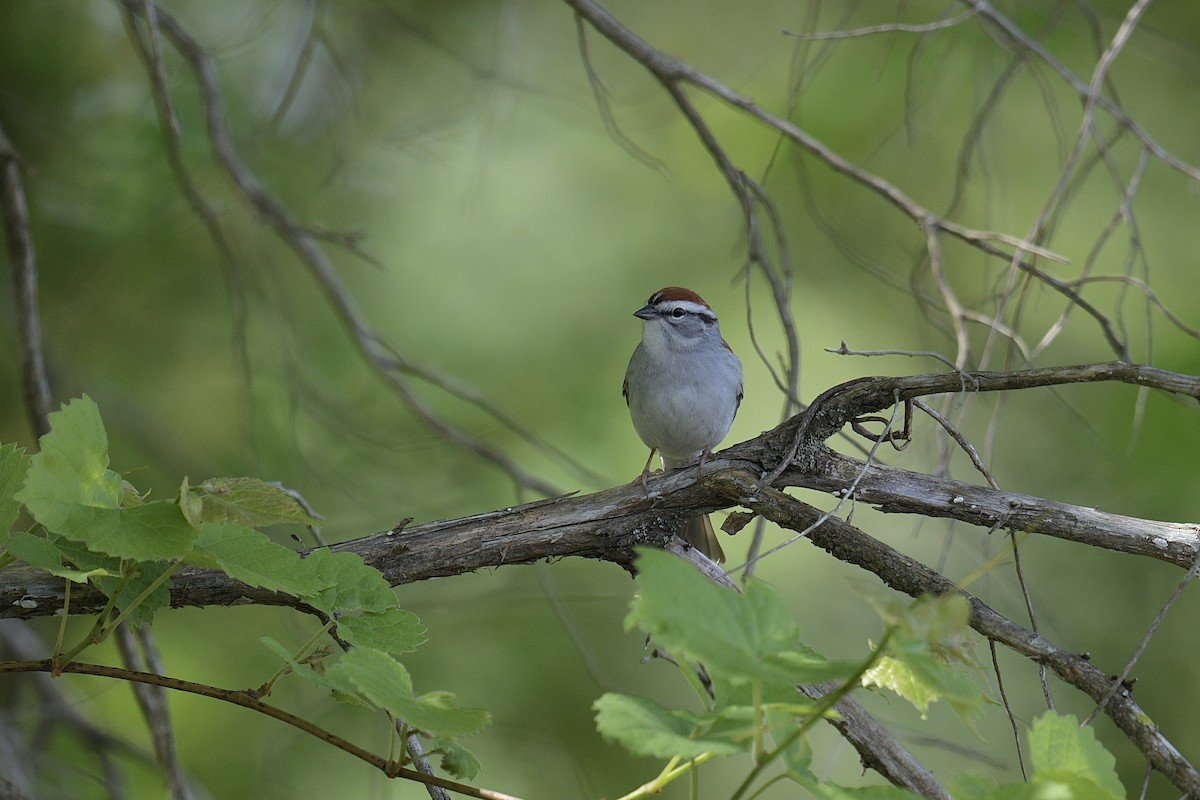 Chipping Sparrow - Jackie Elmore