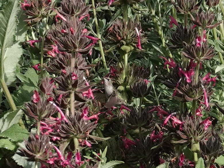 Anna's Hummingbird - ML618127239