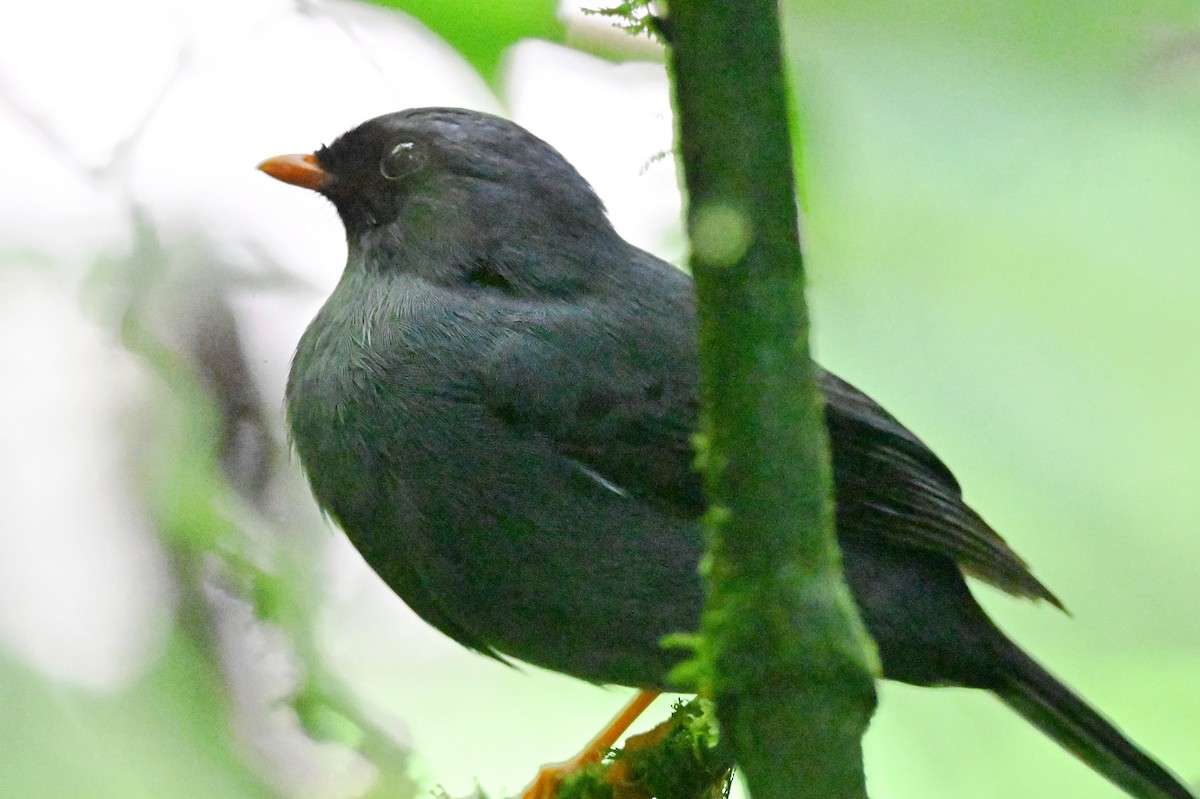 Black-faced Solitaire - ML618127246