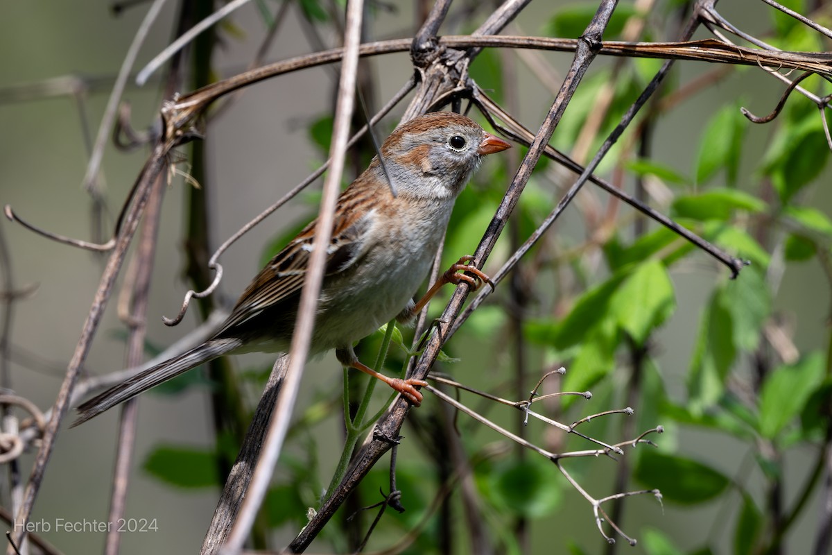 Field Sparrow - Herbert Fechter