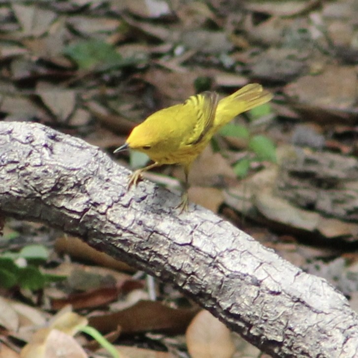 Yellow Warbler - ML618127259