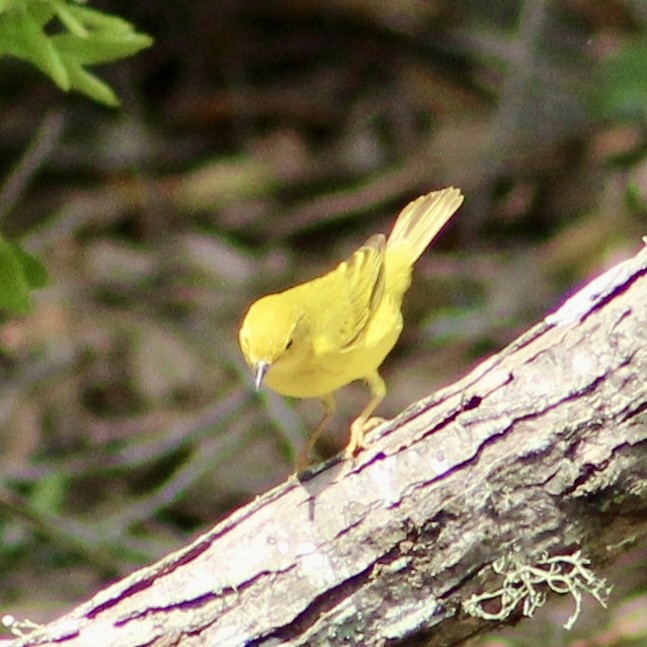 Yellow Warbler - Roger Kinnison