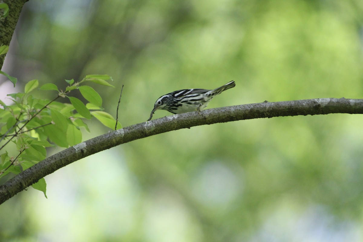 Black-and-white Warbler - ML618127301
