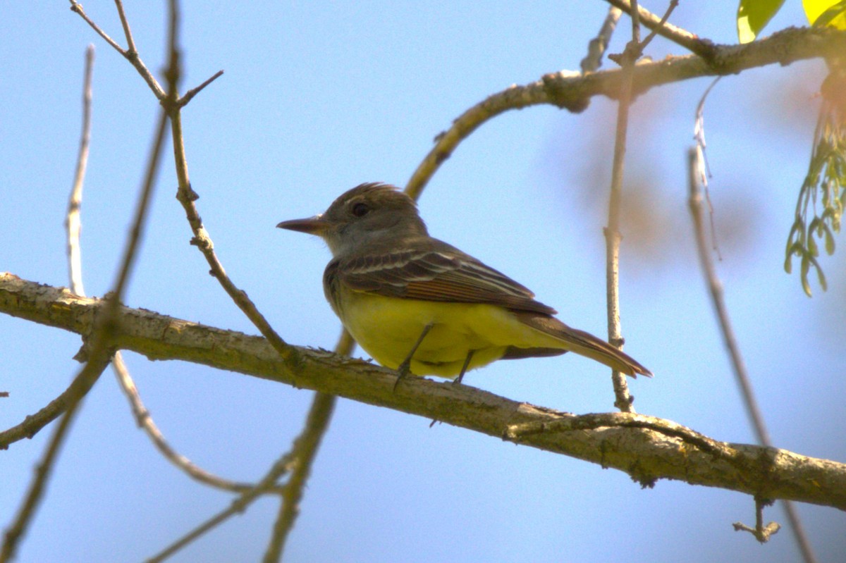 Great Crested Flycatcher - ML618127302