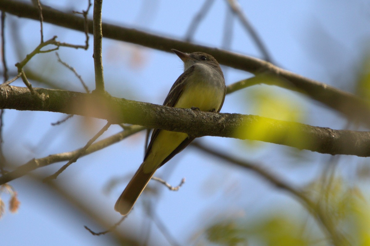 Great Crested Flycatcher - ML618127303