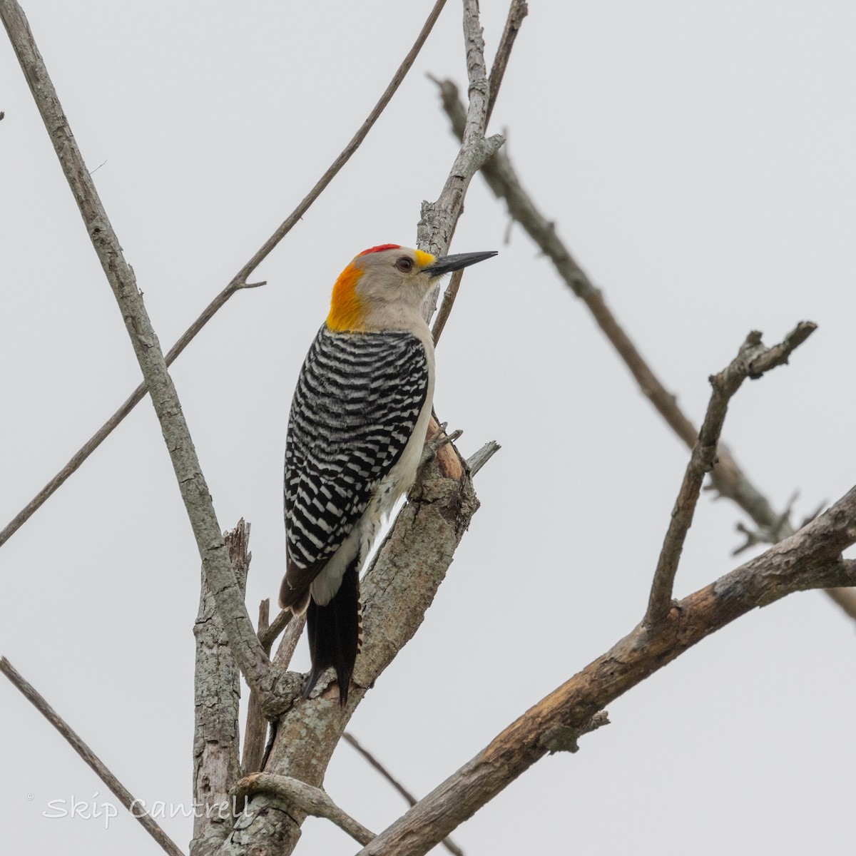 Golden-fronted Woodpecker - Skip Cantrell