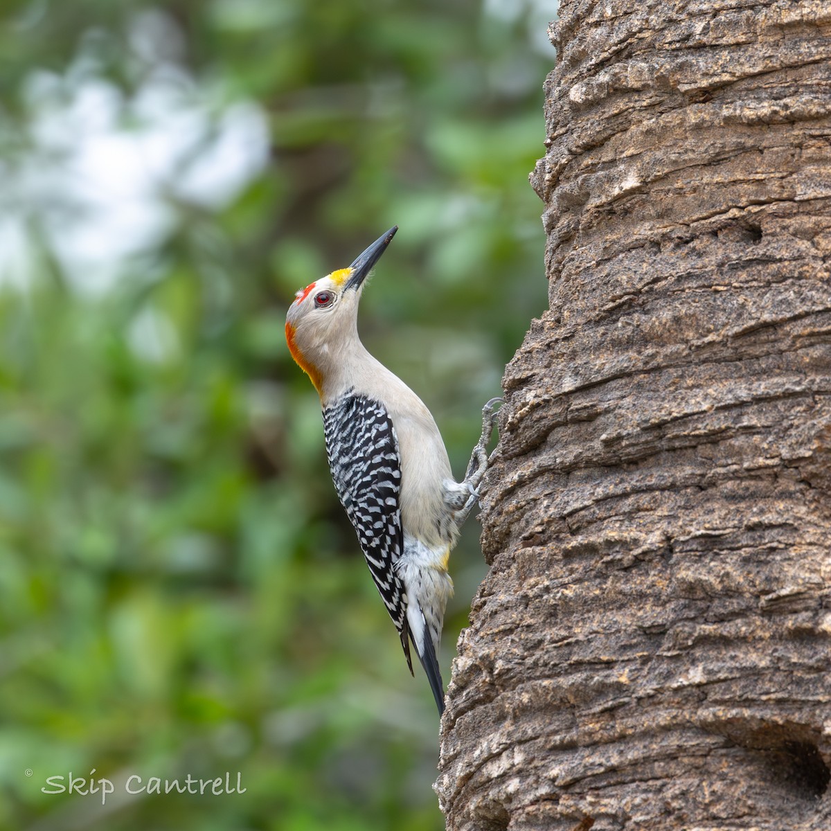 Golden-fronted Woodpecker - ML618127316