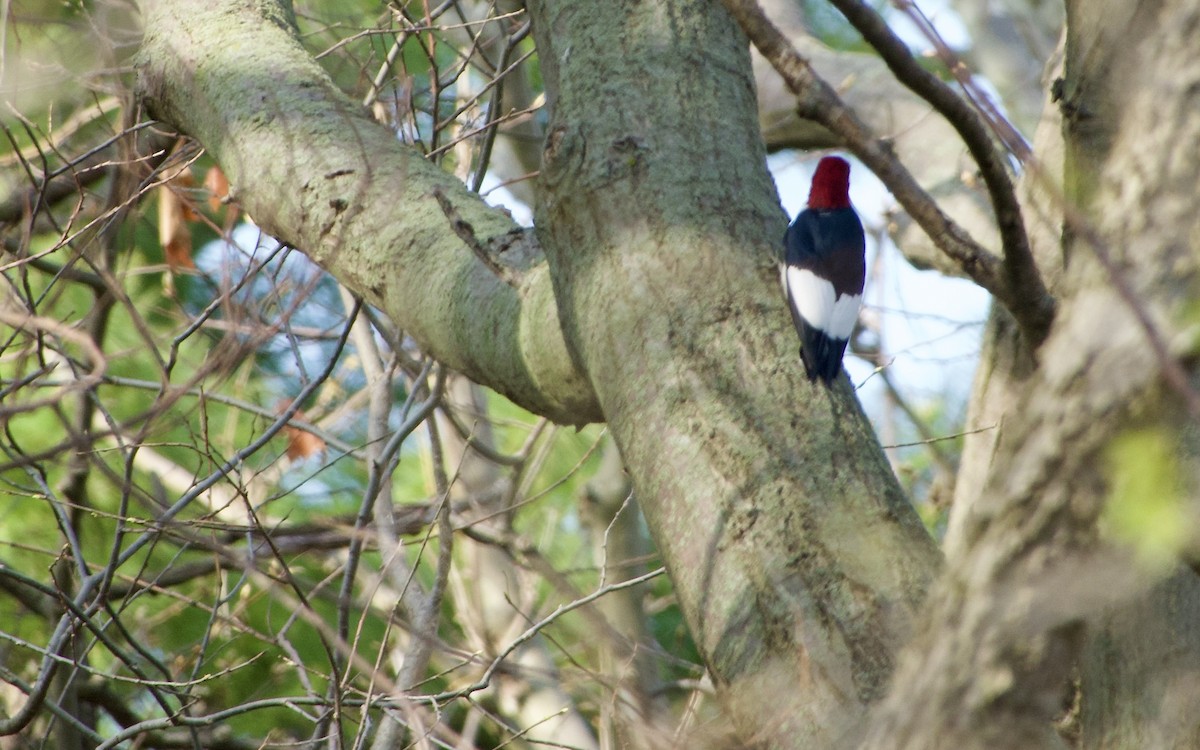 Red-headed Woodpecker - Jerry Horak